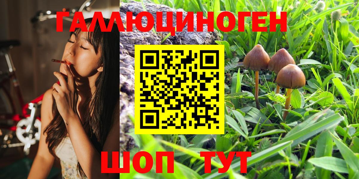 Галлюциногенные грибы Psilocybe Губкинский